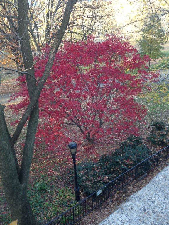 Flowering Tree in Riverside Park Flowering Tree in Riverside Park