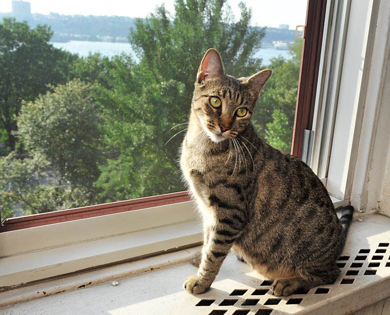 Cat Mélia with a river view